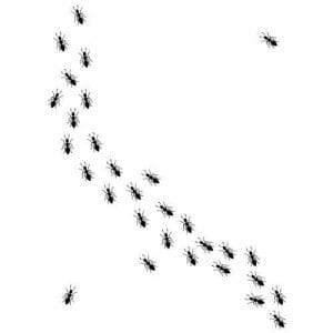 Alternative view of Mravlje majica